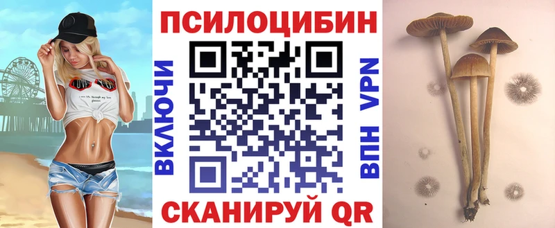 Купить где  Белый  Галлюциногенные грибы Psilocybe 